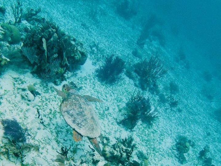 Swimming with turtle during Sailing tour Raggamuffin Belize, Belize Travel Blog