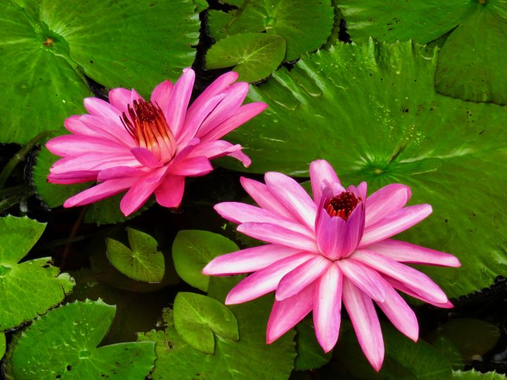 Water lilies in the Río Dulce Guatemala, Guatemala Travel Blog