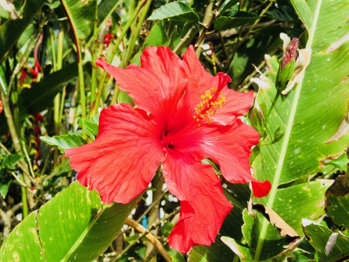 Refreshing drink: Hibiscus Agua de Jamaica Food Healthy Food recipes and inspirations