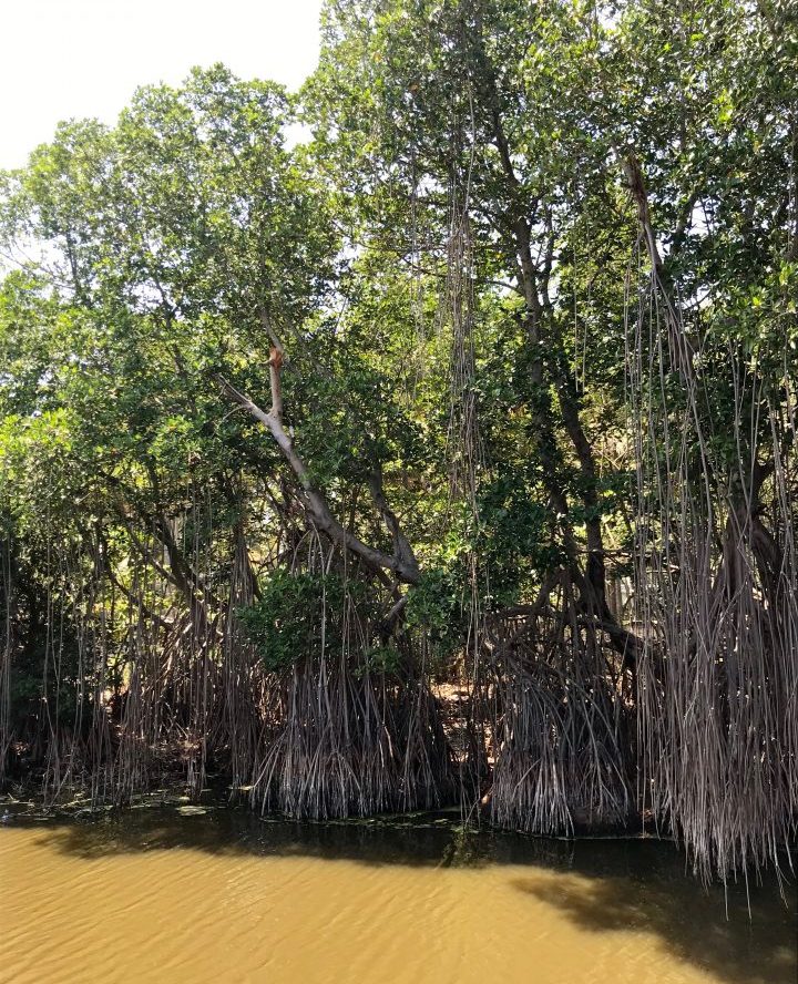 Mangrove in El Tunco El Salvador, El Salvador Travel Blog