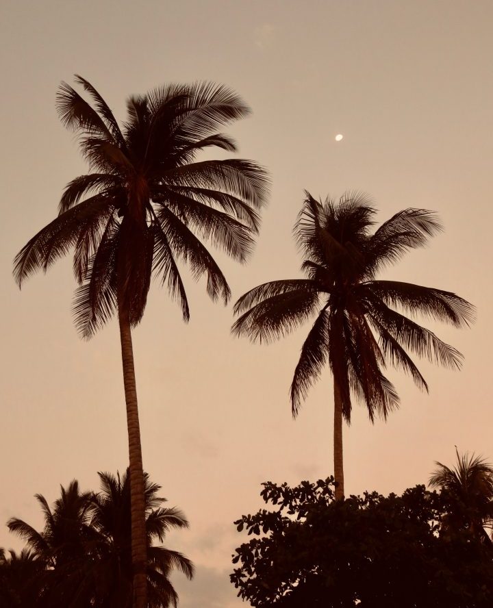 Palm Trees during sunset with the moon in El Zonte El Salvador, El Salvador Travel Blog