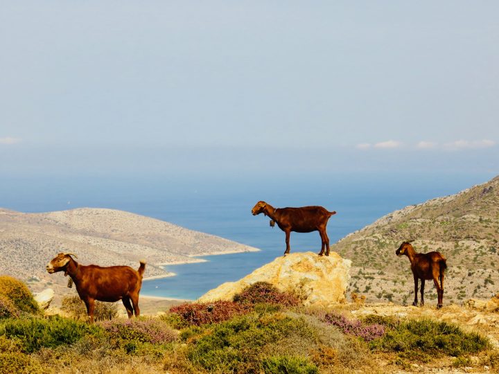 Goats and views Ios island Greece, Greek Cyclades Travel Blog