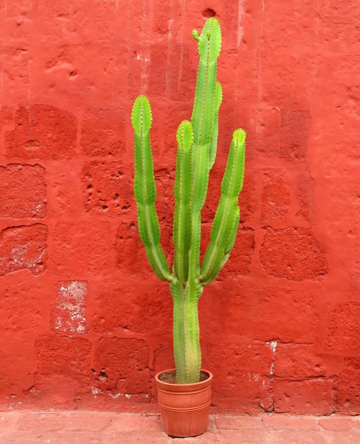 Decorative Cactus in Arequipa Peru, Travel Blog Peru