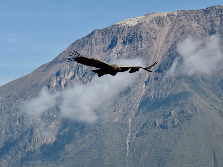 Close up from flying Condor at Colca Canyon Arequipa Peru, Travel Blog Peru