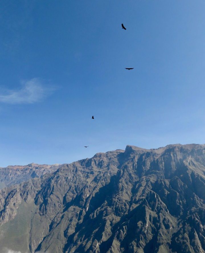 Flying Condors at the Colca Canyon Arequipa Peru, Travel Blog Peru