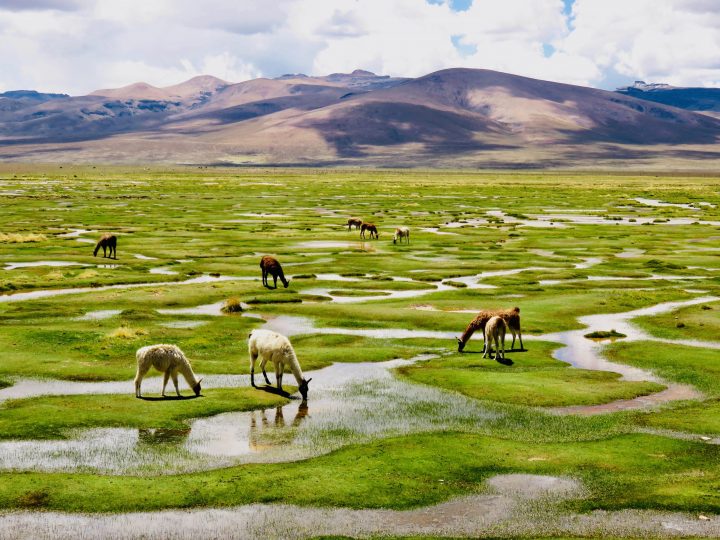 Pampas with lamas Arequipa Peru, Travel blog Peru