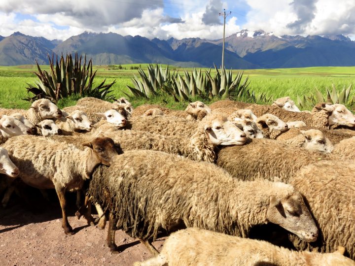 Sheeps Sacred Valley Peru, Travel Blog Peru