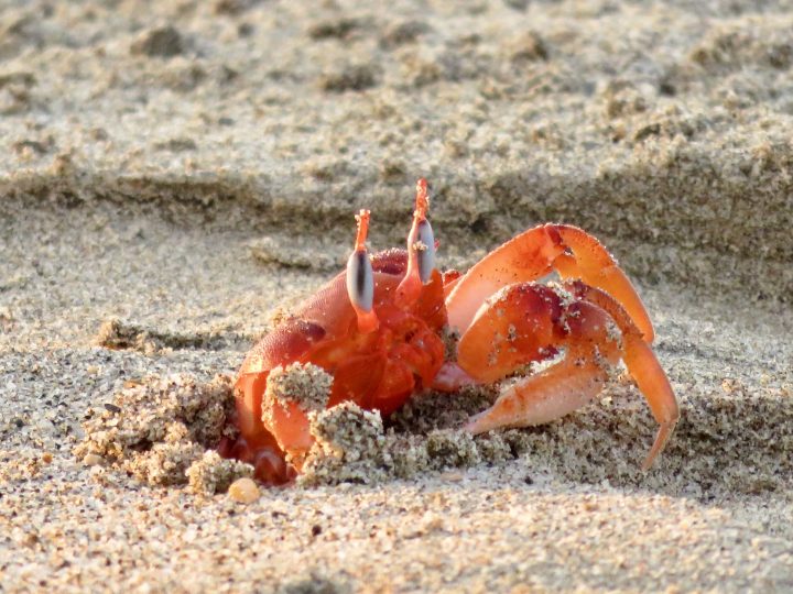 Orange Crab Zorritos Máncora Peru, travel blog Peru