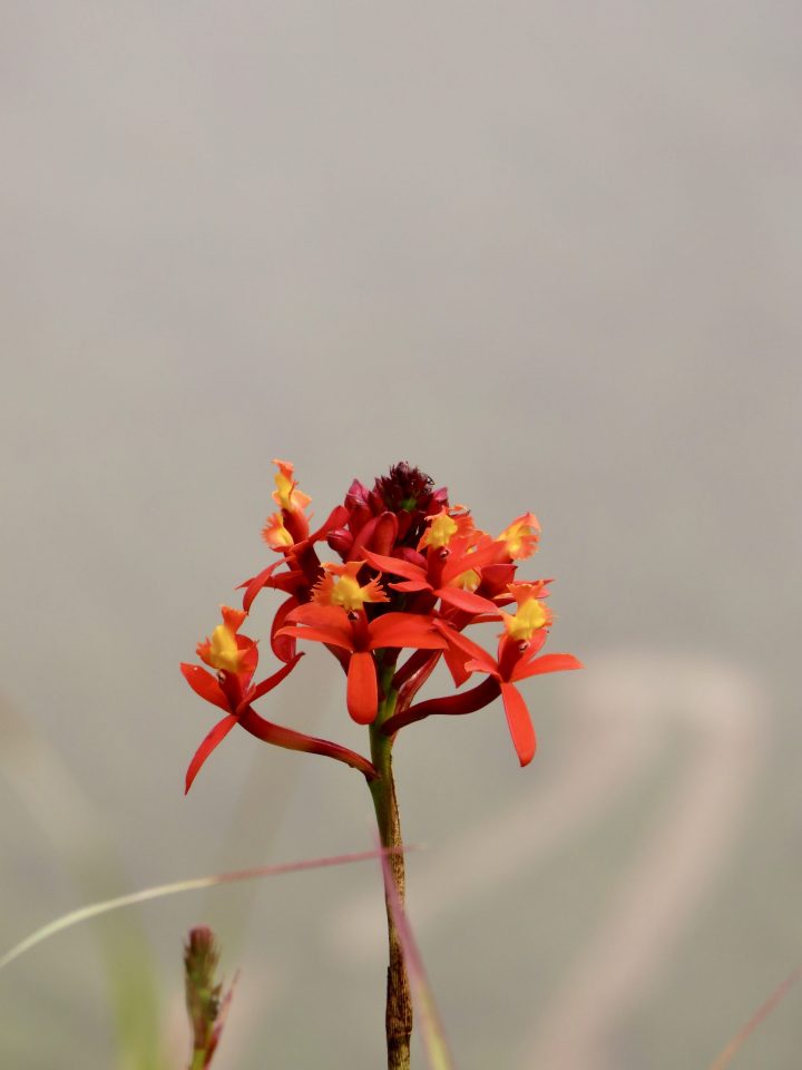 Flower in Peru, in blog Route Peru Travel Blog