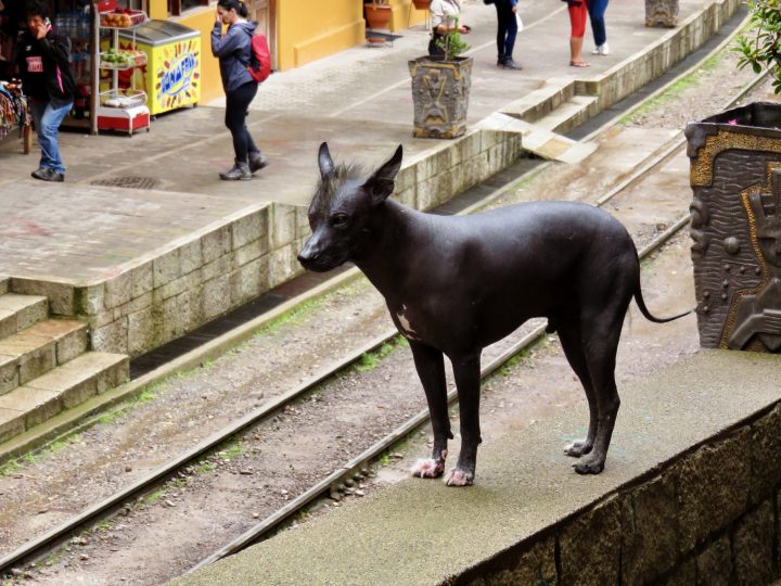 Peruvian dog, in blog Route Peru Travel Blog