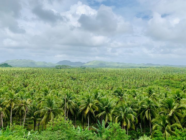 Coconut Palm Valley Surfing Siargao Philippines Travel Blog