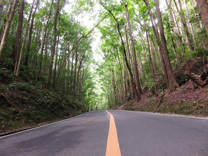 Man Made Forest Bohol Philippines Travel Blog