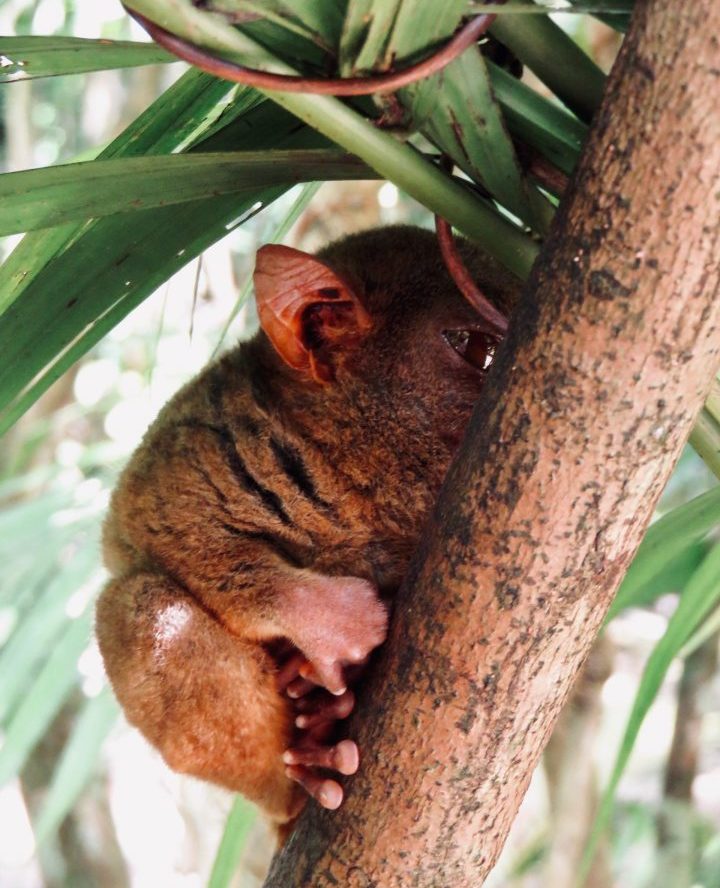 Tarsier Bohol Philippines Travel Blog