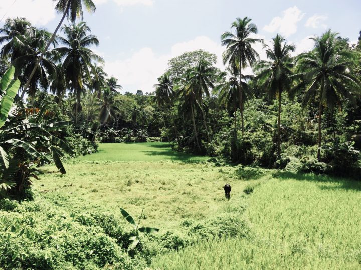 Travel Rice field on Bohol Philippines Travel Blog