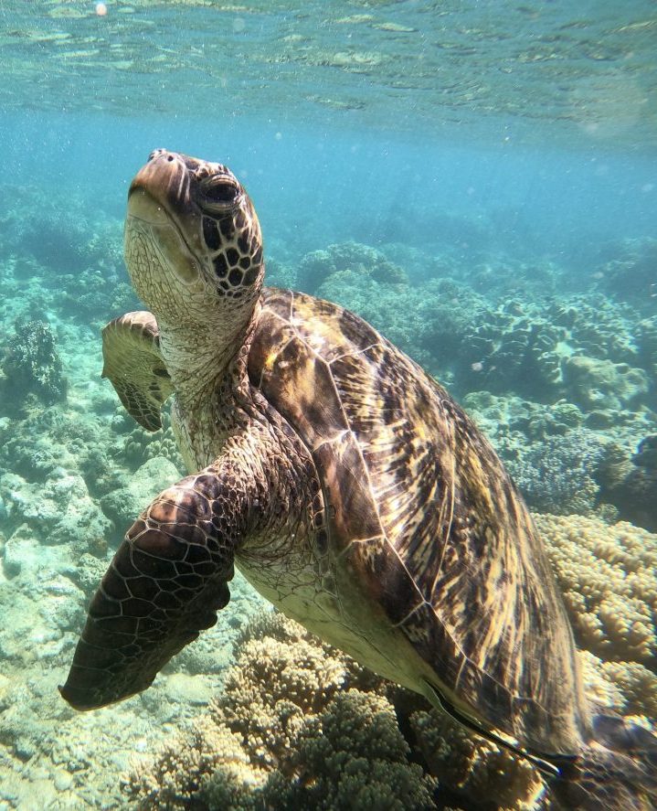 Turtle at Apo Island near Siquijor Philippines Travel Blog