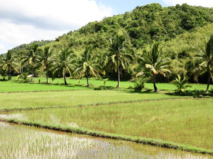 Landscape tour rice fields Coron Palawan Philippines Travel Blog