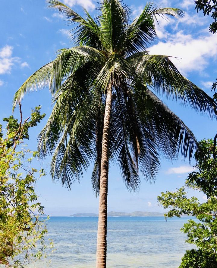 Palmtree Palatpat Beach Coron Palawan Philippines Travel Blog