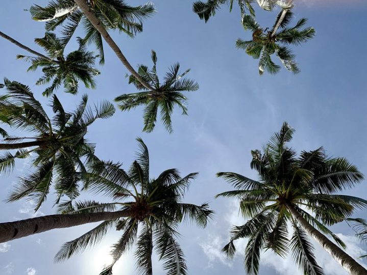 Palms Blue sky El Nido Palawan Philippines Travel Blog