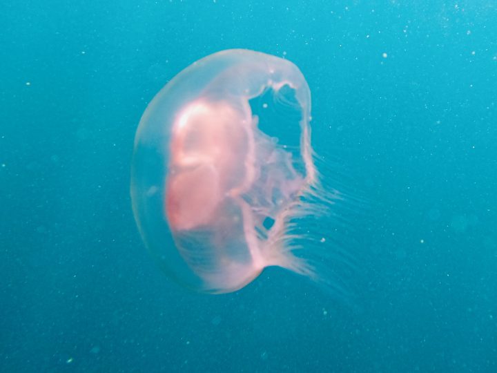 Pink Jellyfish El Nido Palawan Philippines Travel Blog