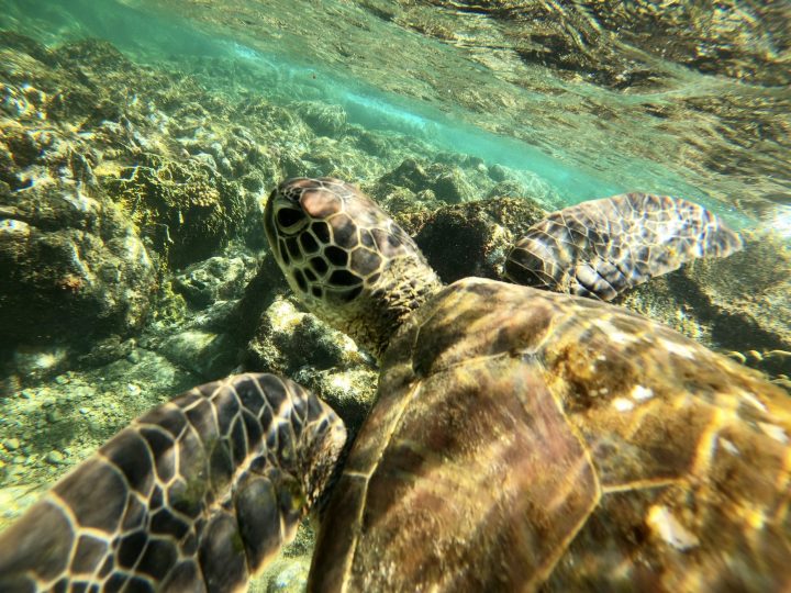 Turtle Apo Island Route Philippines Travel Blog