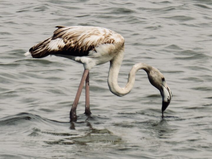 Flamingo Salt Fields Saline di Trapani West Sicily Italy Travel Blog