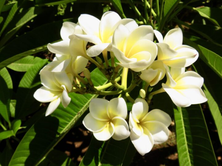 Flowers Sicily Sicily Route for 2-3 weeks Sicily Italy Travel Blog