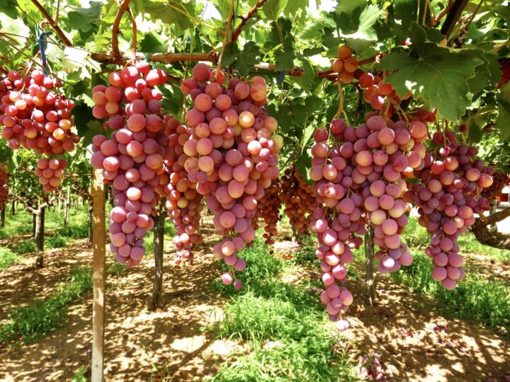 Grapes for wine Tips Sicily Italy Travel Blog