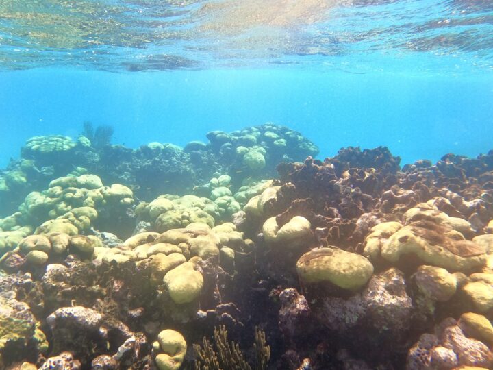 Coral under boat Little Corn Island Nicaragua