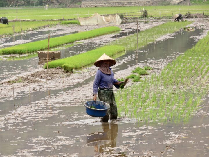 Farmers Rice Tam Coc Ninh Binh Travel Blog Vietnam