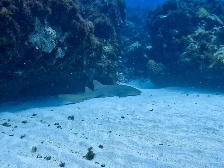 Reef Shark Little Corn Island Nicaragua