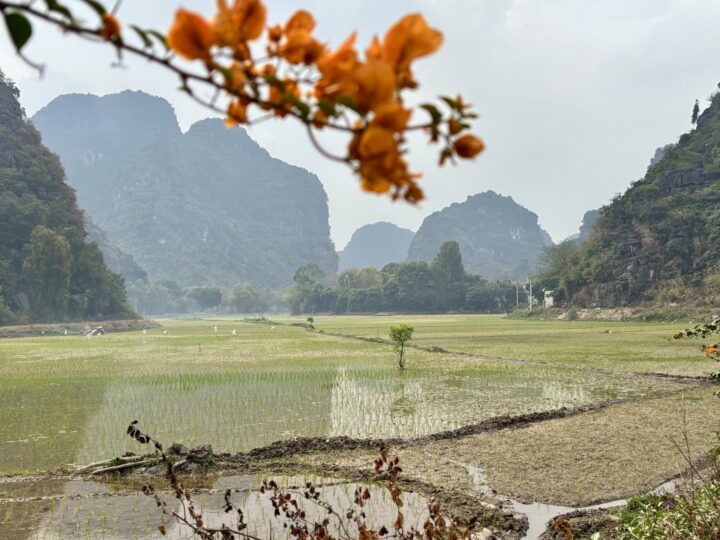 karst Mountains Flower Tam Coc Ninh Binh Travel Blog Vietnam