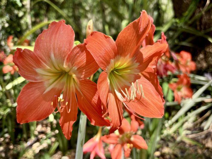 Red amaryllis flowers near Soa in Flores