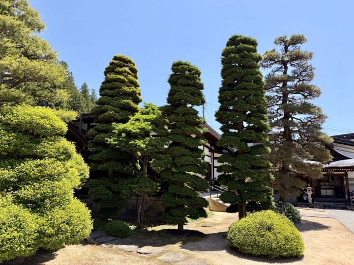 Beautifully shaped Japanese trees along a walking route in Takayama