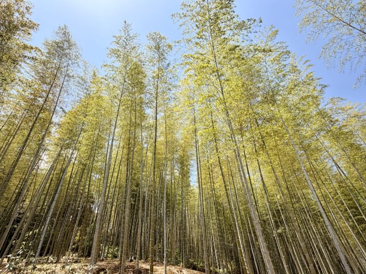 Arashiyama Bamboo Forest area in Kyoto Japan