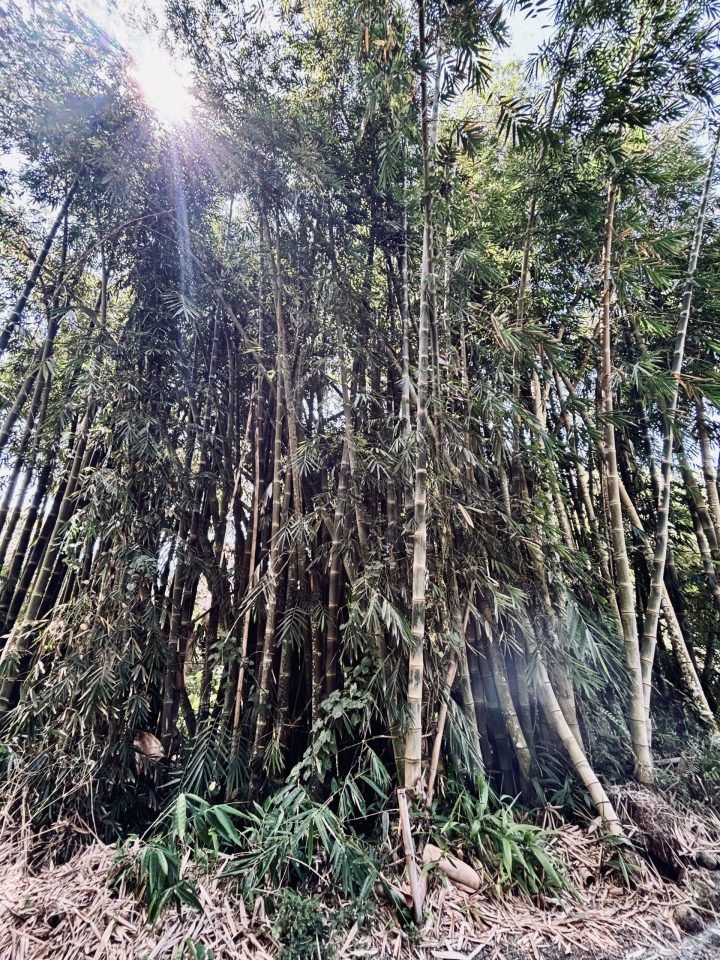 Large bamboo forest along the road from Bajawa to Riung