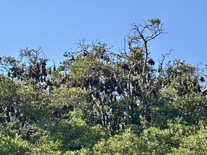 Bats at Bat Point on Pulau Ontoloe near Riung