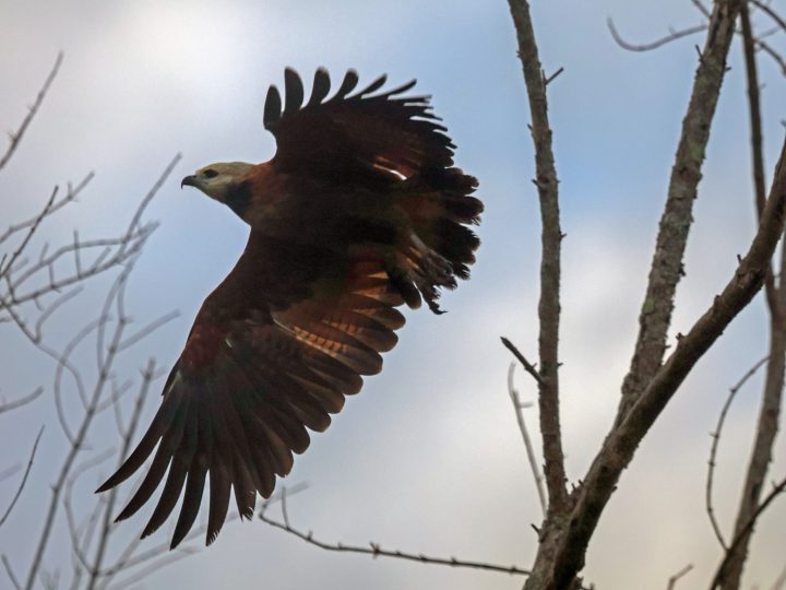 Hawk flying above the wetlands of Bigi Pan Suriname