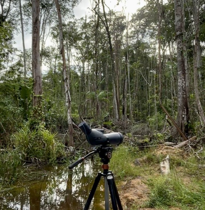 Bird watching with a telescope at Seliba Suriname