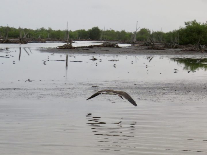 Black skimmer during an early morning bird watching tour in Bigi Pan