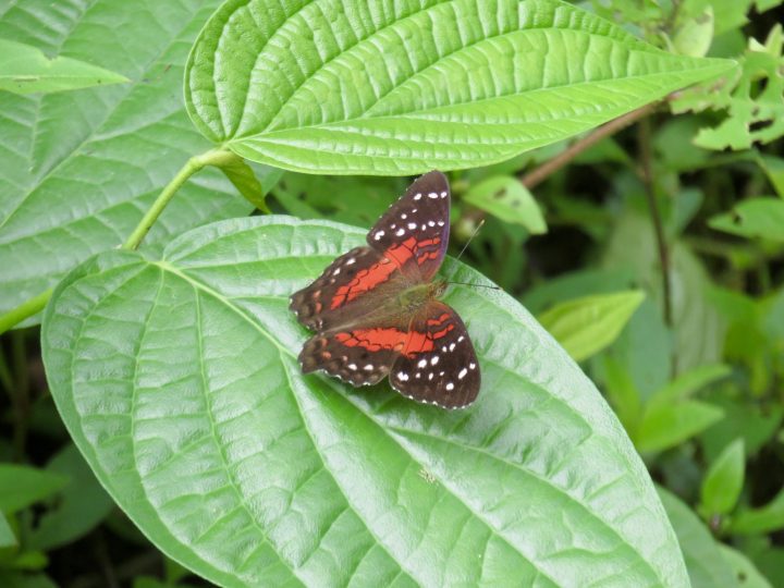 Butterfly in Peperpot Nature Park Suriname