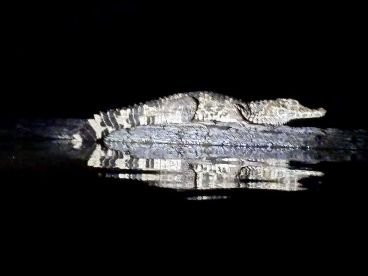 Caiman during the night tour at Knini Paati Suriname