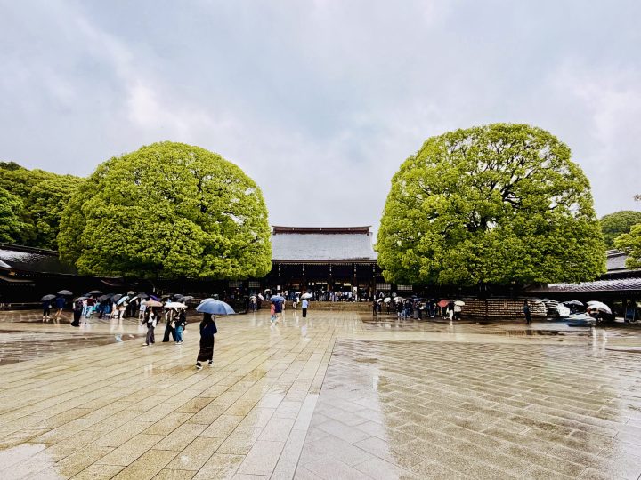Meoto Kusu camphor trees at Meiji Shrine in Tokyo