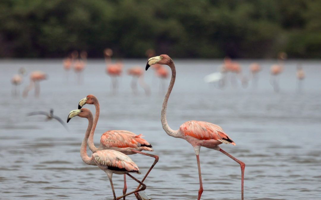 Akira Bigi Pan Overwater Resort Review: My Stay on the Water in Suriname