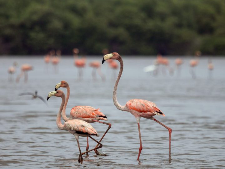 Close up flamingo in Bigi Pan Suriname near Akira Overwater Resort