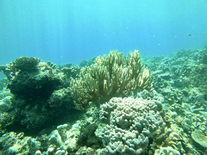 Colorful coral underwater in the Riung 17 Islands Marine Park