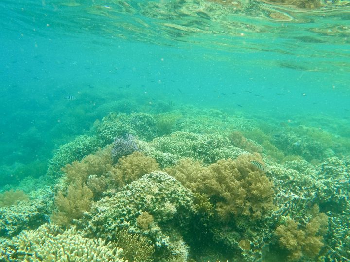 Coral garden while snorkeling in Riung 17 Islands Marine Park