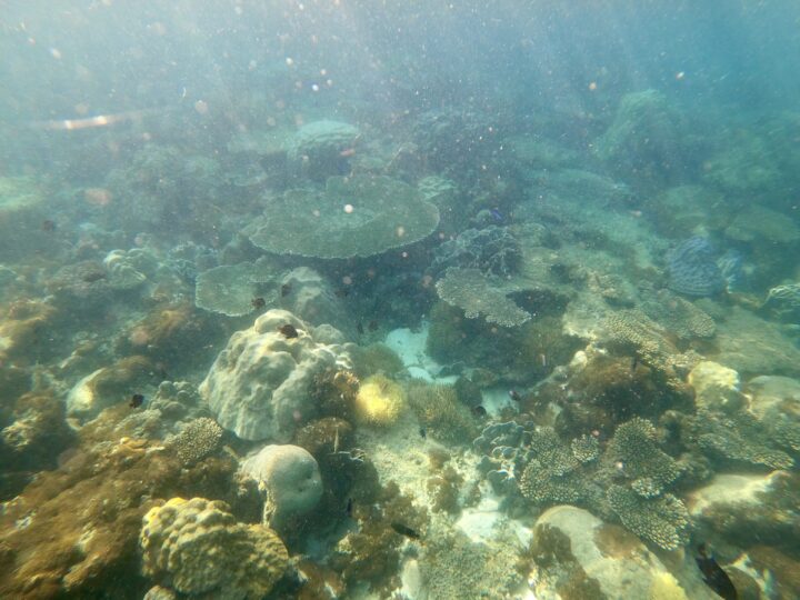 Coral Snorkeling Travel Blog Phu Quoc Vietnam Asia