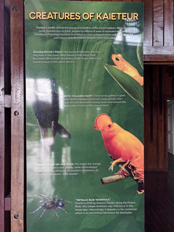Small creatures and nature details near Kaieteur Falls in Guyana