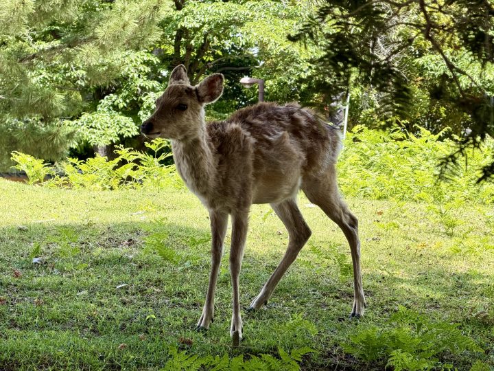 Deer in Nara Park, Japan