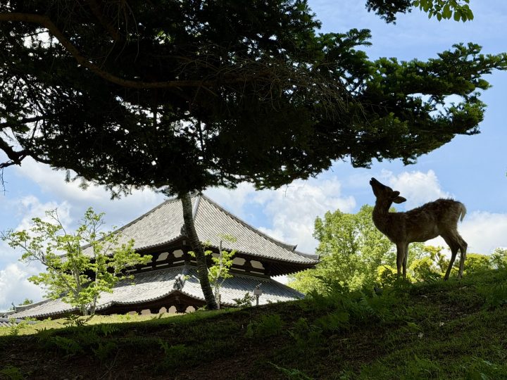 Deer in Front of Temple in Nara Deer standing in front of a temple in Nara Park
